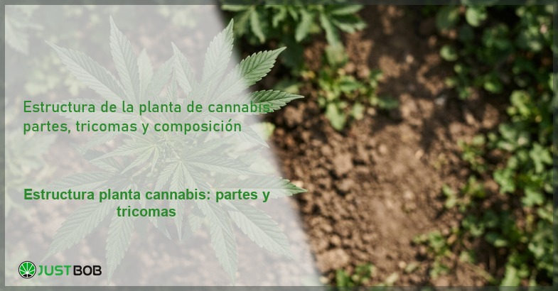 Estructura de la planta de cannabis: partes, tricomas y composición
