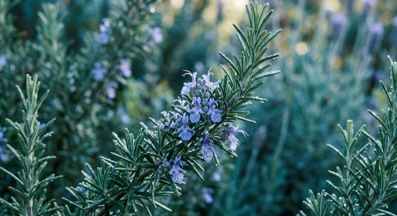 Planta de romero Rosmarinus officinalis con flores azules en jardín mediterráneo